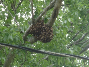 Bee hive in tree