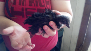 frizzle chick